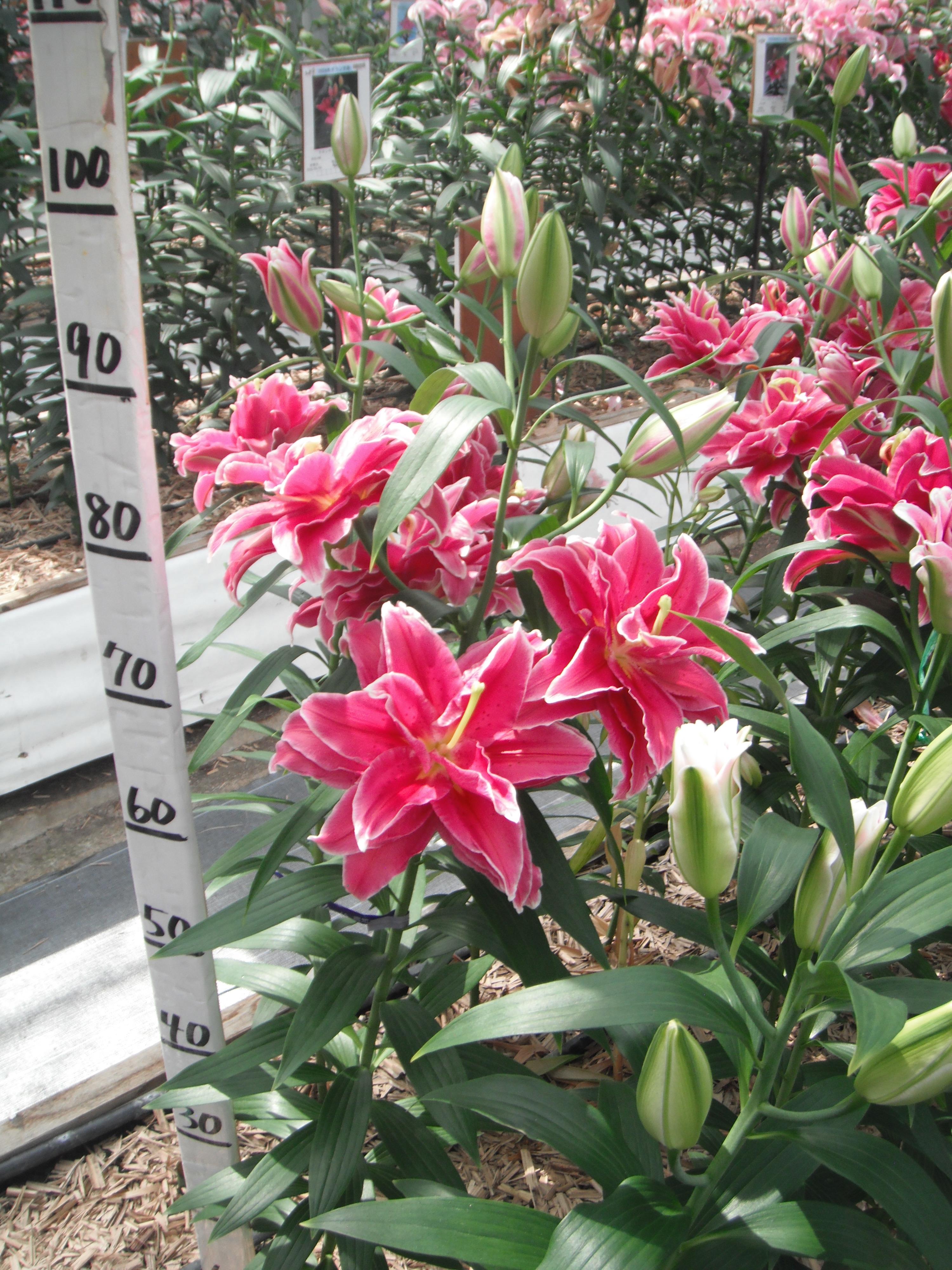 グランドアムール(八重)